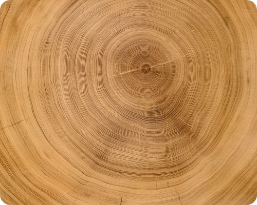 木の年輪の写真